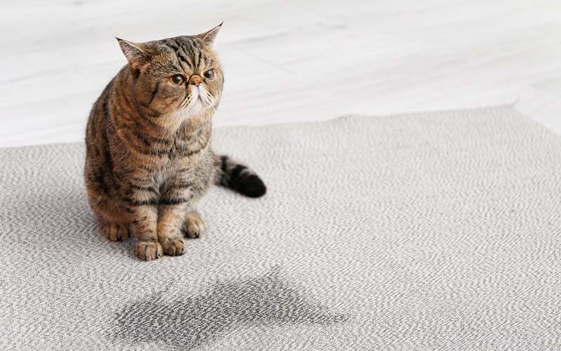 carpet cleaning, carpet cleaners, cleaning services, cleaning services in si, cleaning services in staten island, carpet cleaning in si, carpet cleaning in staten island, carpet cleaning si, carpet cleaners in si, carpet cleaners in staten island, carpet cleaning services, si carpet cleaning, si carpet cleaners, staten island carpet cleaning, staten island carpet cleaners, staten island carpet cleaning services, rug cleaning, rug cleaners, si rug cleaning, si rug cleaners, rug cleaning in si, rug cleaners in si, commercial carpet cleaning, commercial carpet cleaning in si, si commercial carpet cleaning, upholstery cleaning, upholstery cleaning si, upholstery cleaners in si, si upholstery cleaning, si upholstery cleaners, bed bug treatment, bed bug treatment si, si bed bug treatment, stain removal, stain removal si